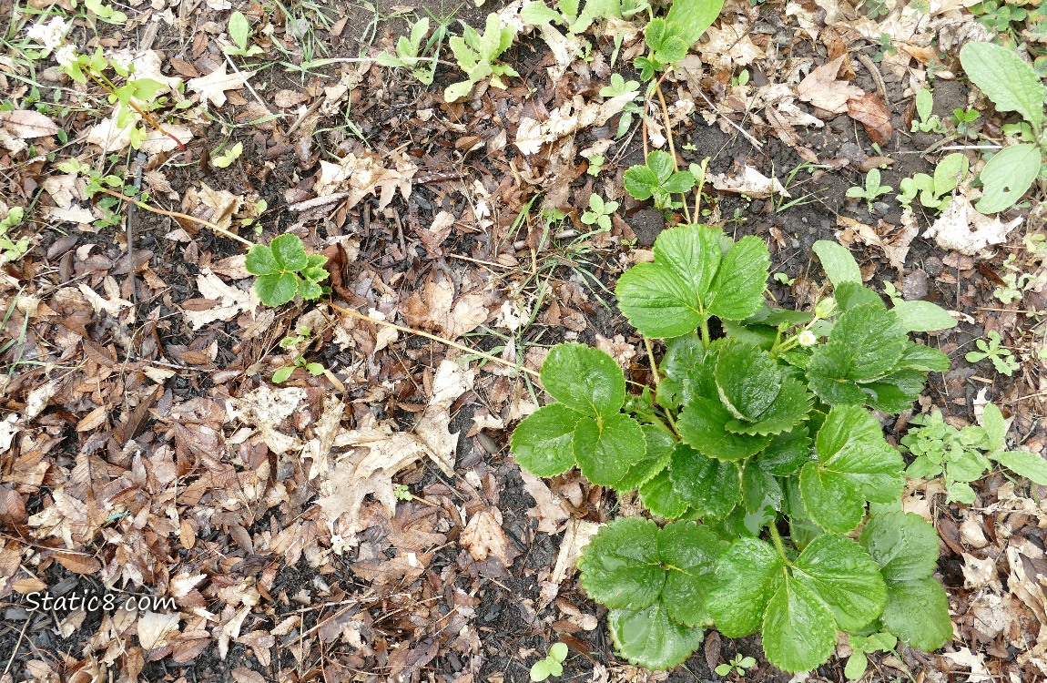 Strawberry plant with runners