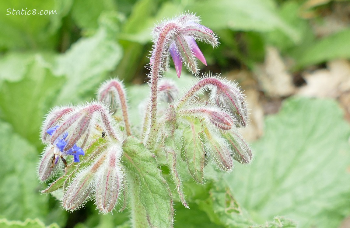 Borage blooms