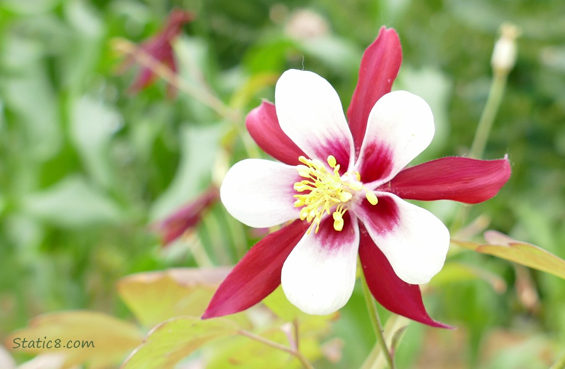 Red and White Columbine bloom