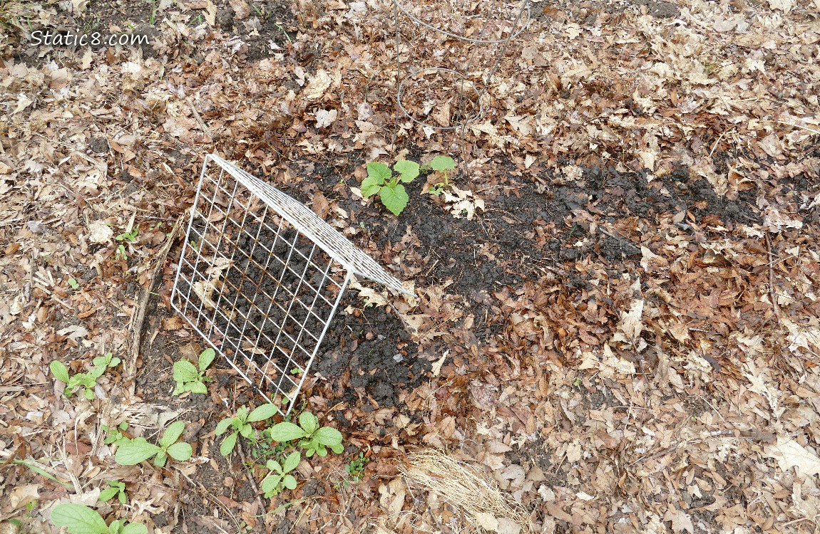 garden plot