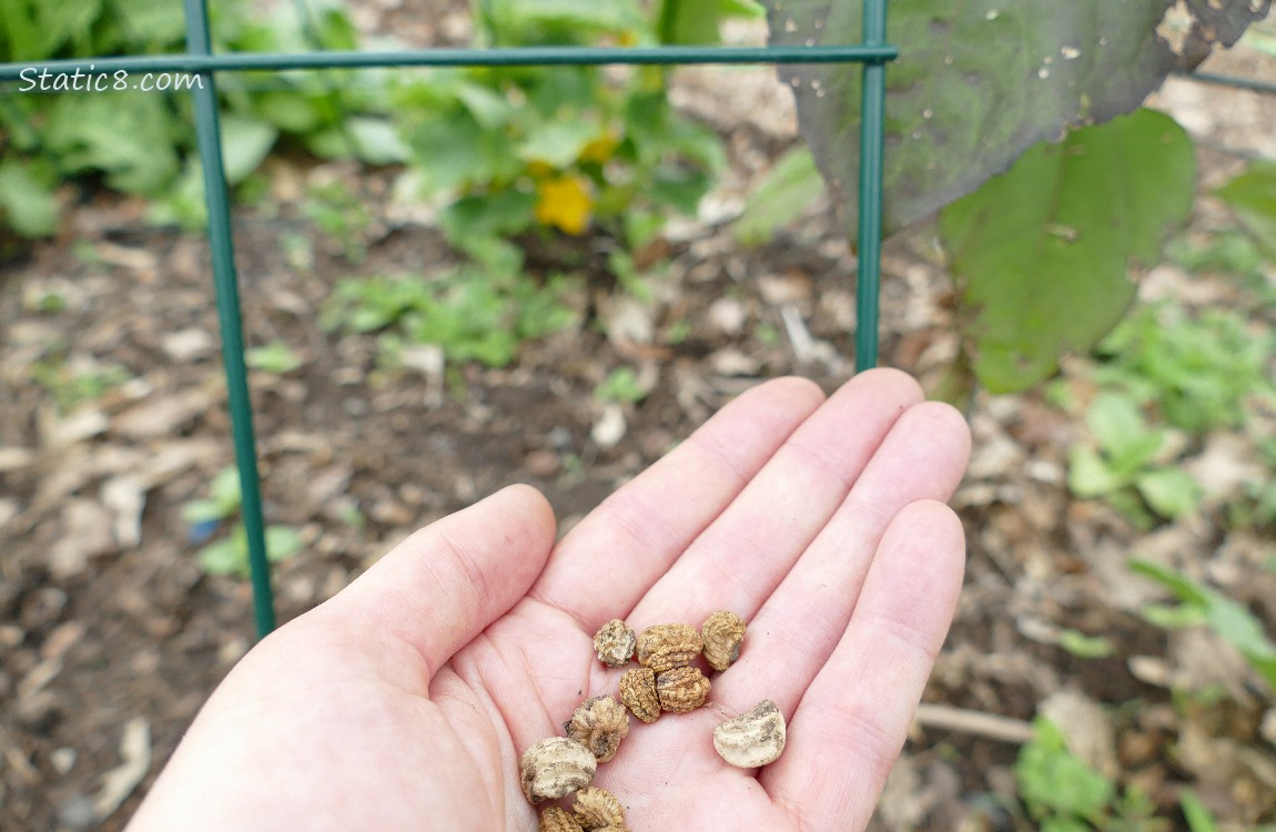 hand holding Nasturtium seeds in the garden