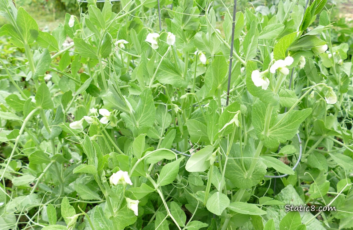 Pea plants with blossoms