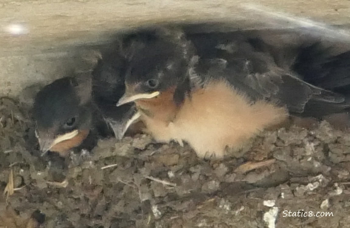 Barn Swallow babies in the nest