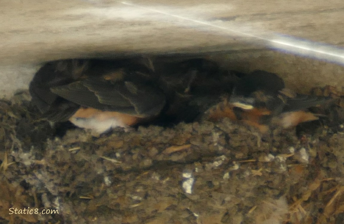 Barn Swallow babies moving around in the nest