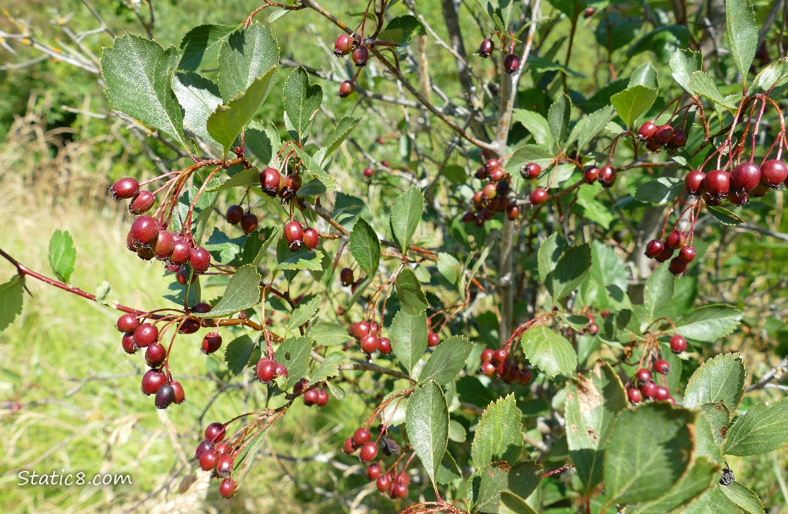 Hawthorn Tree with lots of red fruits hanging from its branches