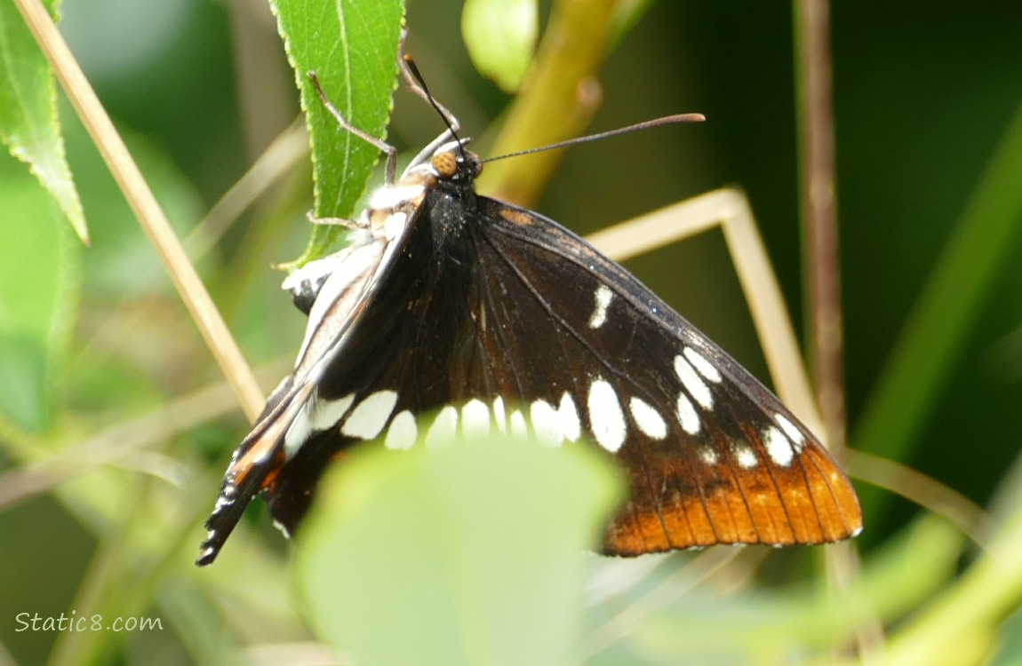 Butterfly hanging from a leaf