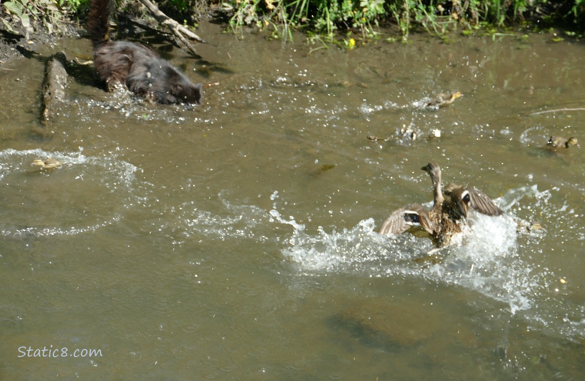 Black cat in the water, Mama Mallard leaping towards the cat, ducklings scattering