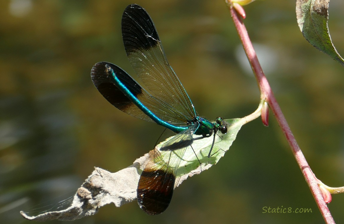 Damselfly spreading his wings while sitting on a dead leaf
