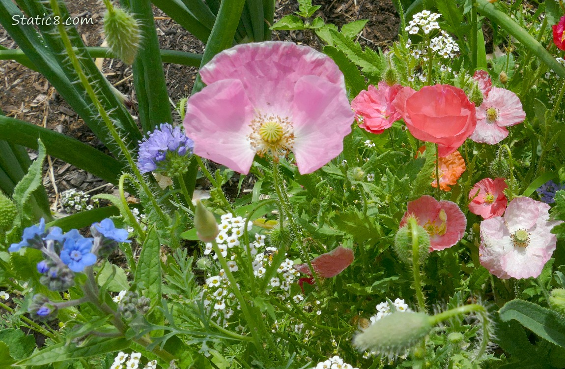 Flowers