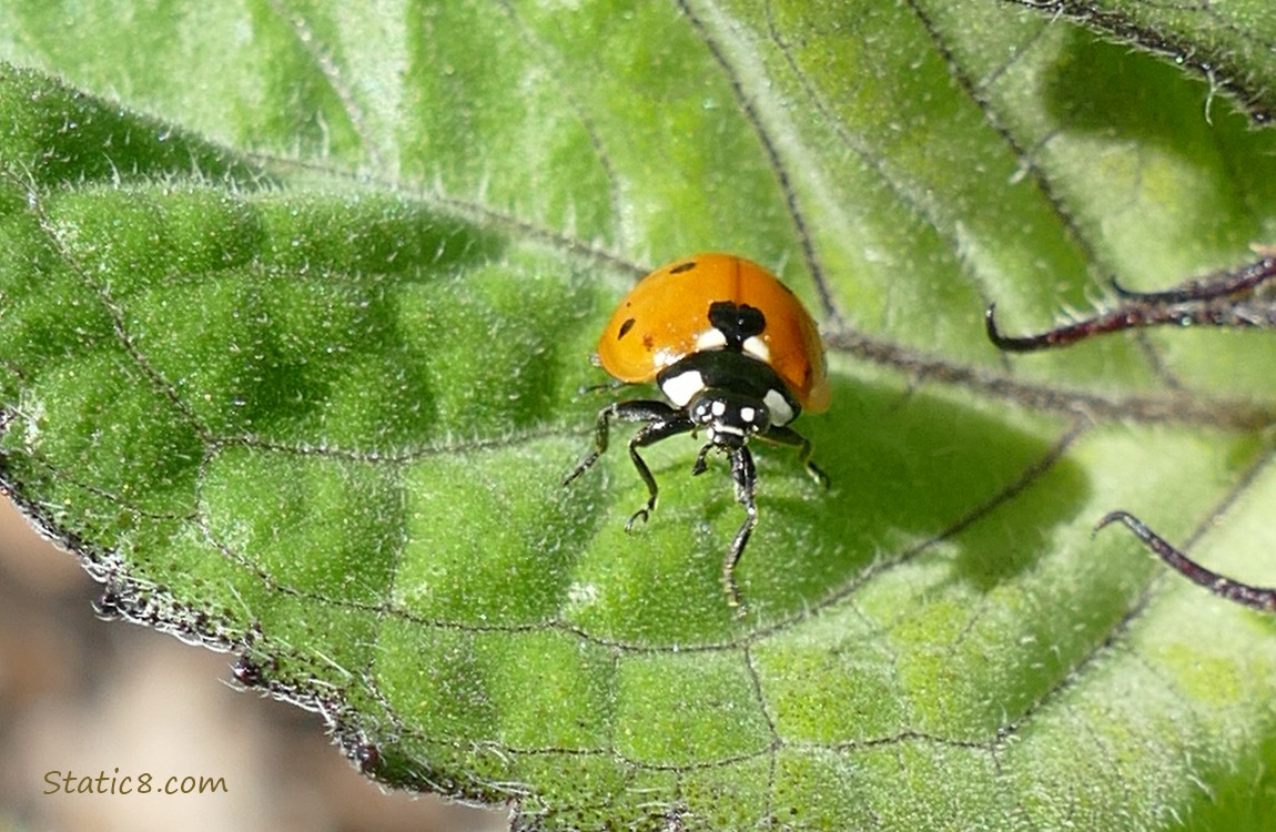 Ladybug on a green leaf