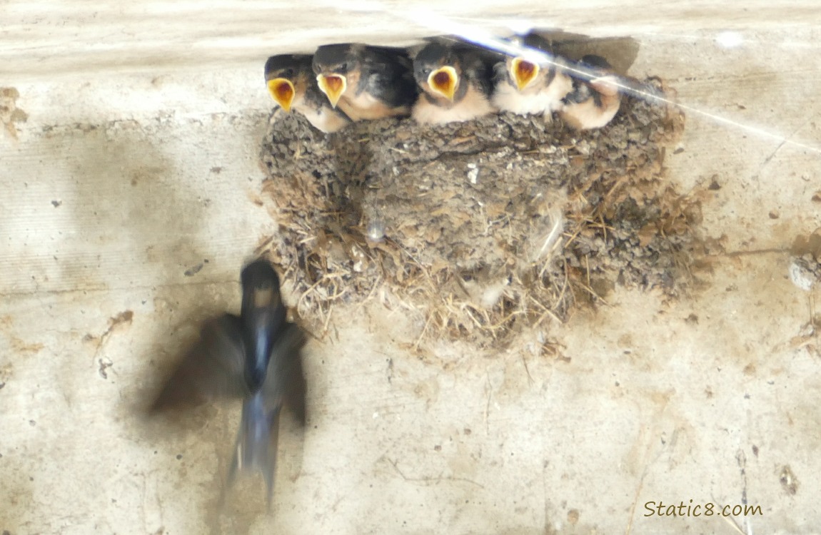 Barn Swallow parent flies up to the nest full of begging babies