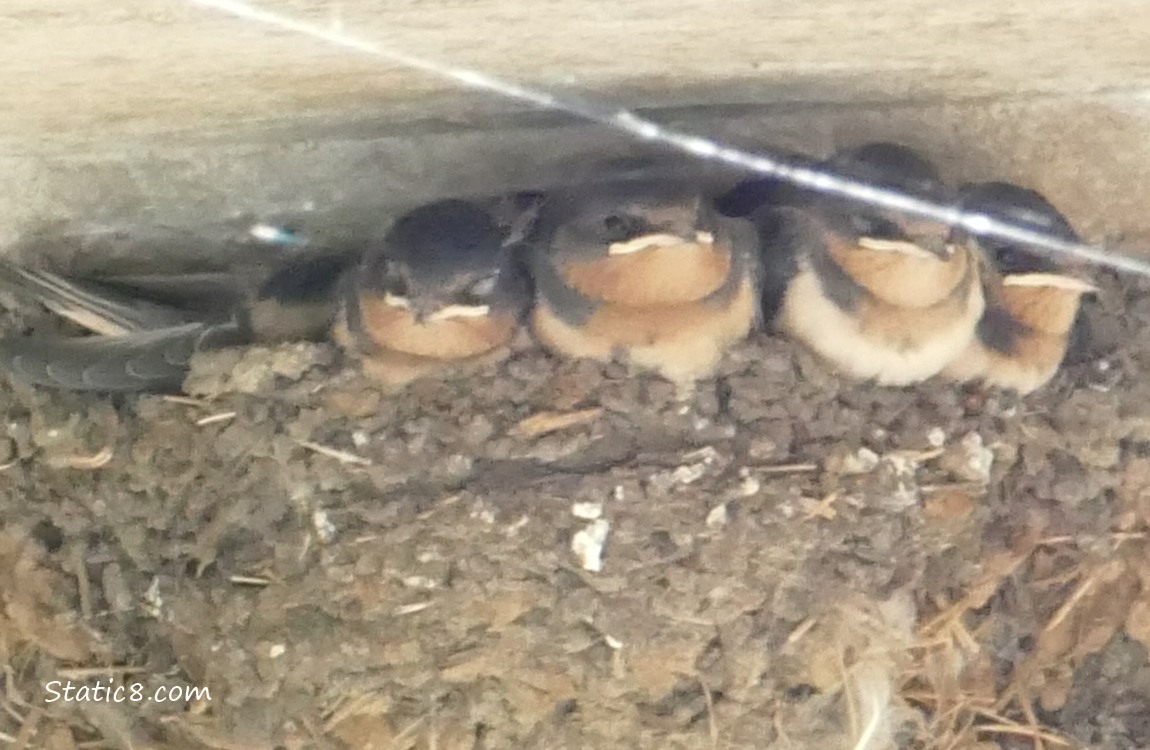 Barn Swallow babies in the nest