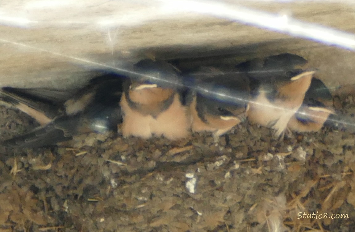Barn swallow babies in the nest