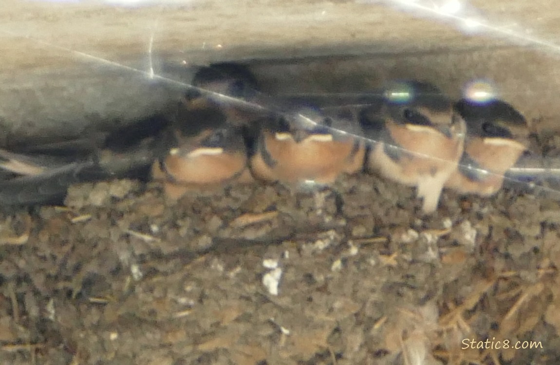 Barn Swallow babies in the nest