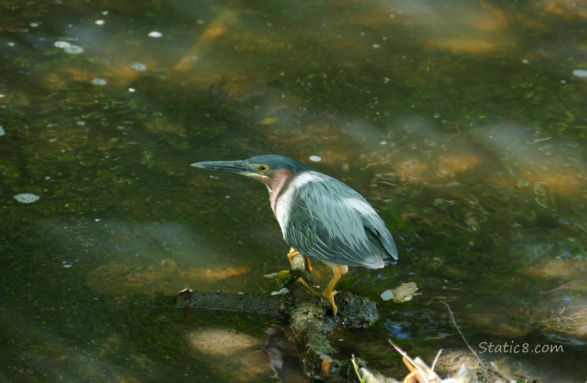 Green heron standing on a rock in the water