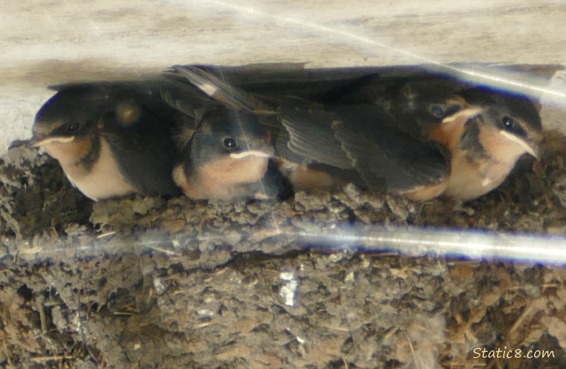 Barn Swallow babies in the nest
