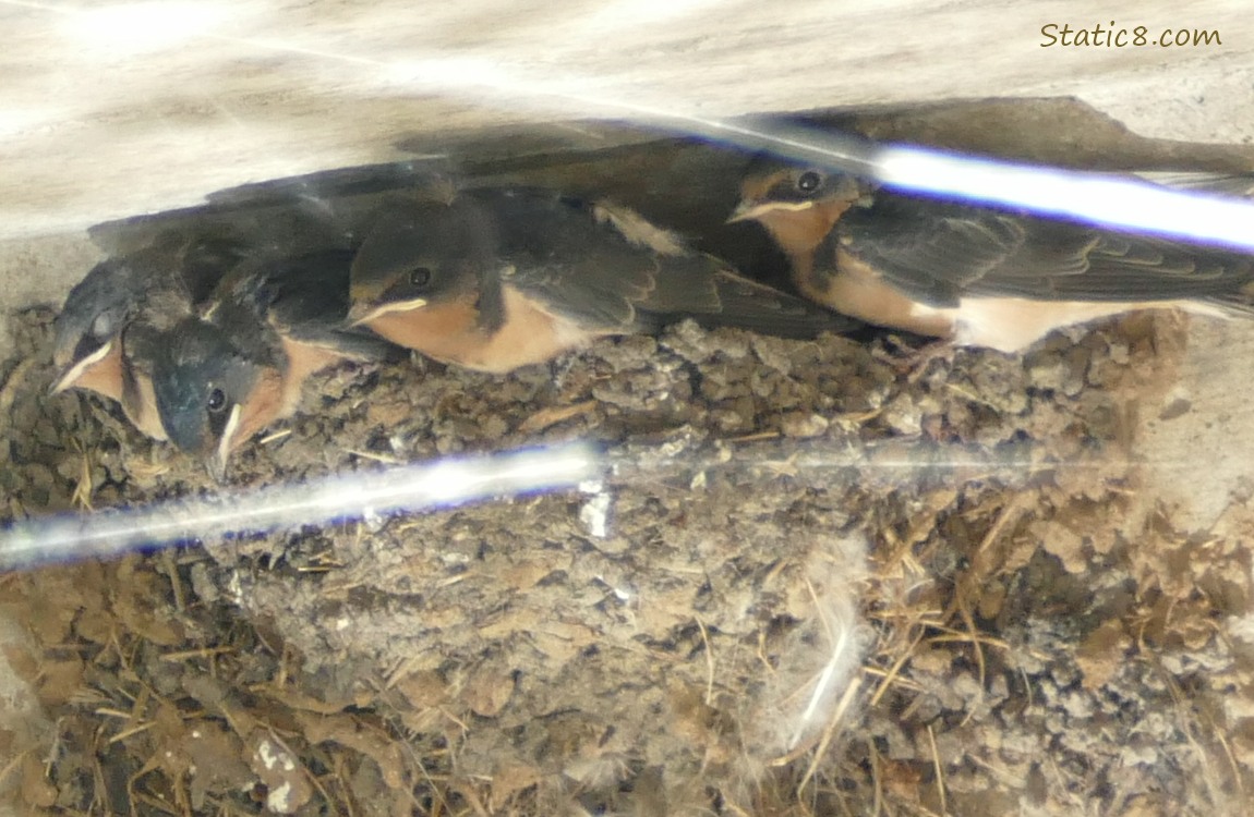 Barn Swallow babies in the nest