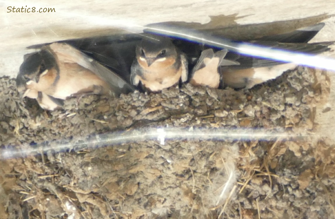 Barn Swallow babies in the nest
