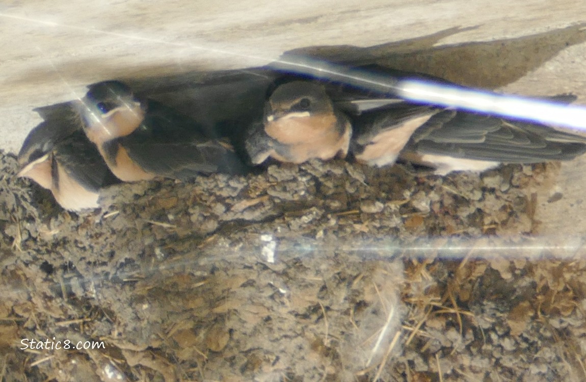 Barn Swallow babies in the nest