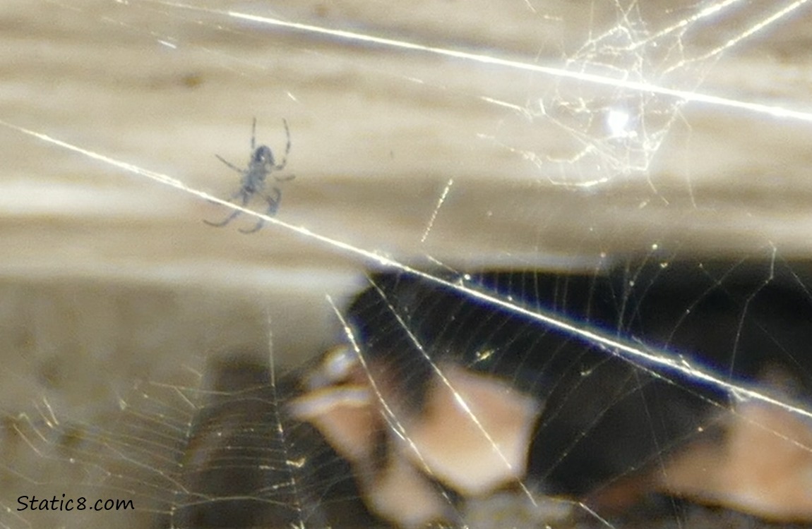 Spider in her web