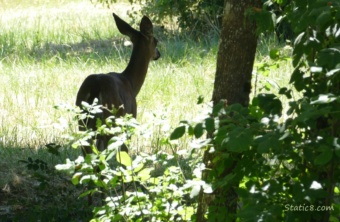 Deer in the grass
