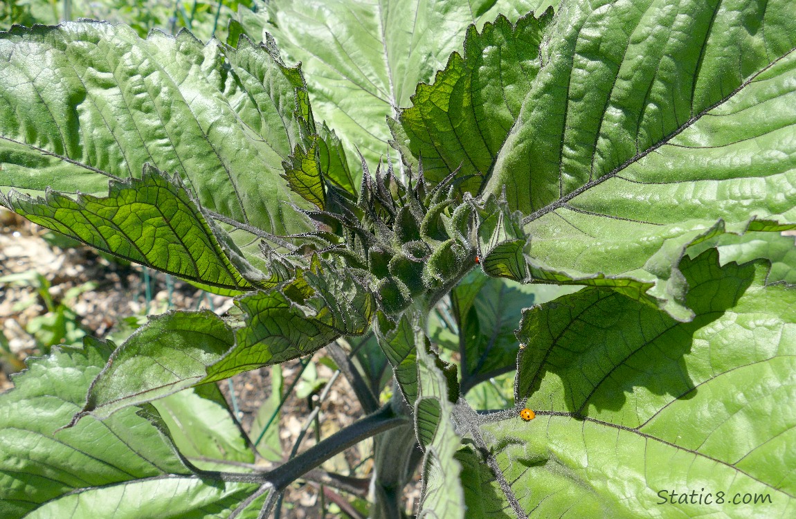 Sunflower plant