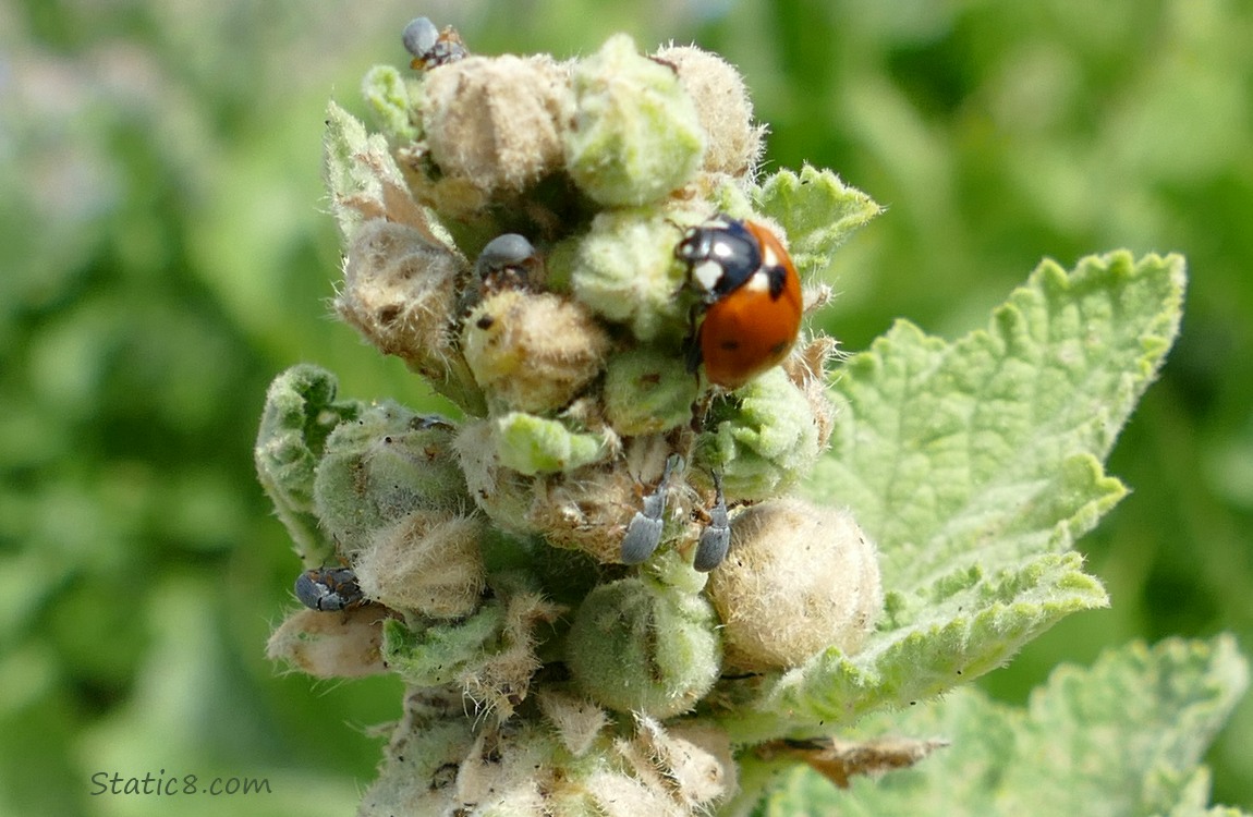 Bugs on a plant