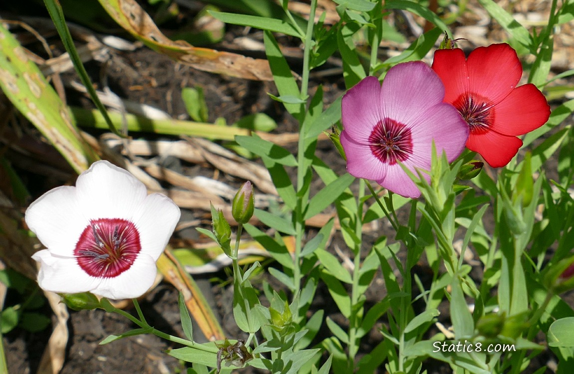 Wild flower blooms