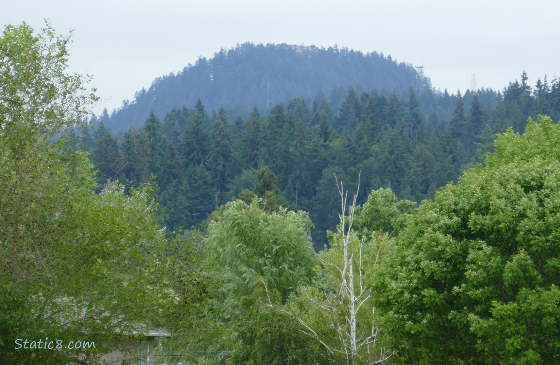 Trees on the hill