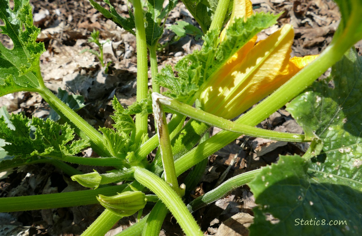 Green Zucchini