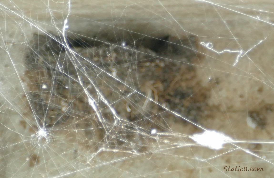 Spider webs