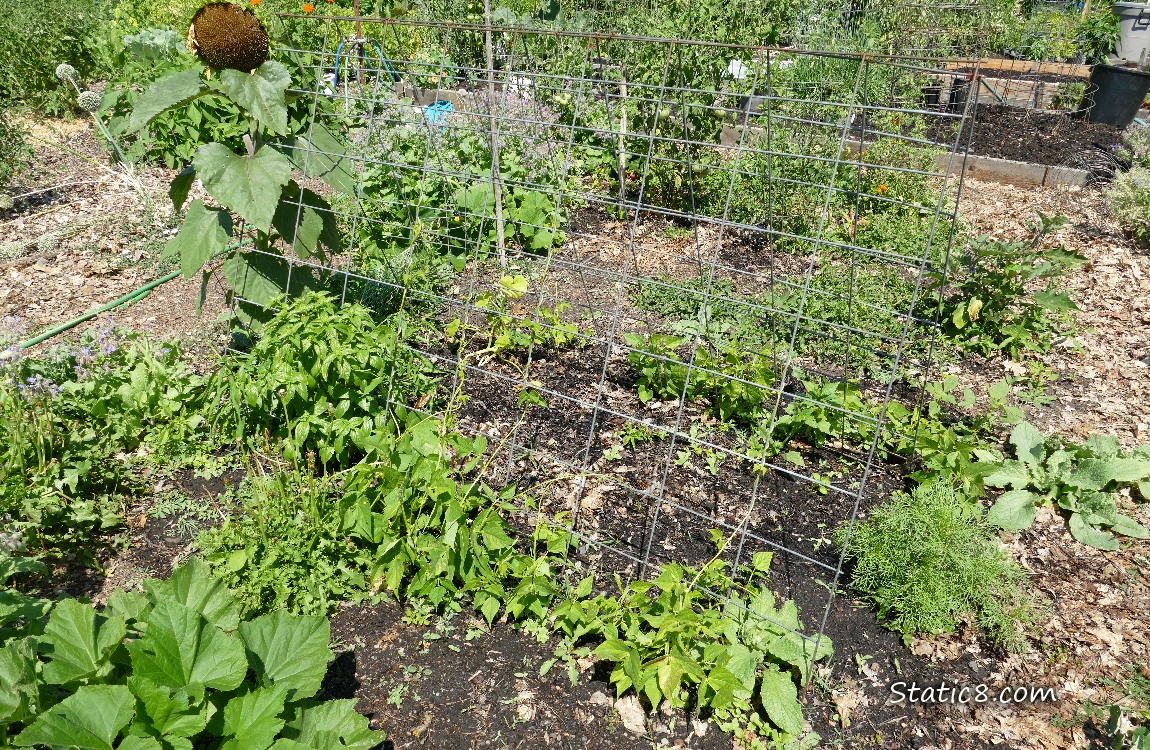 Garden plot