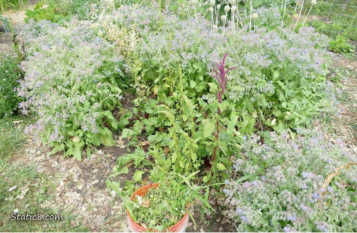 Garden plot
