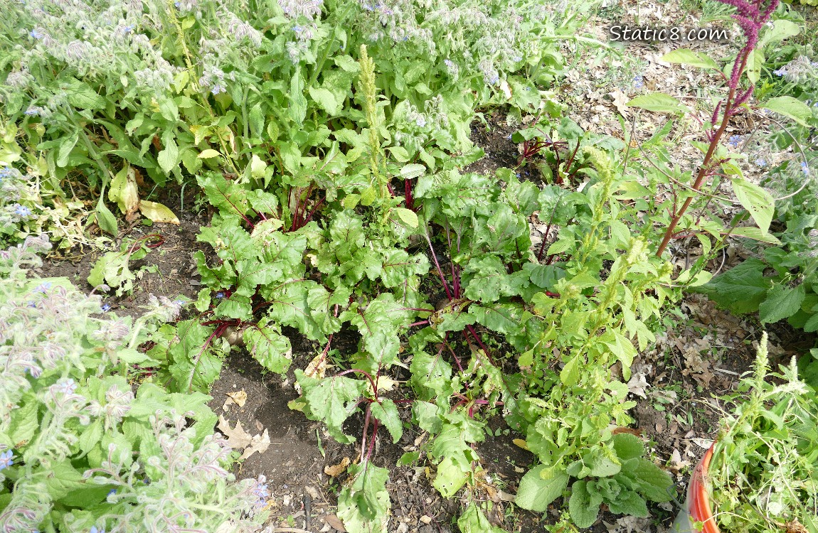 Beet Patch