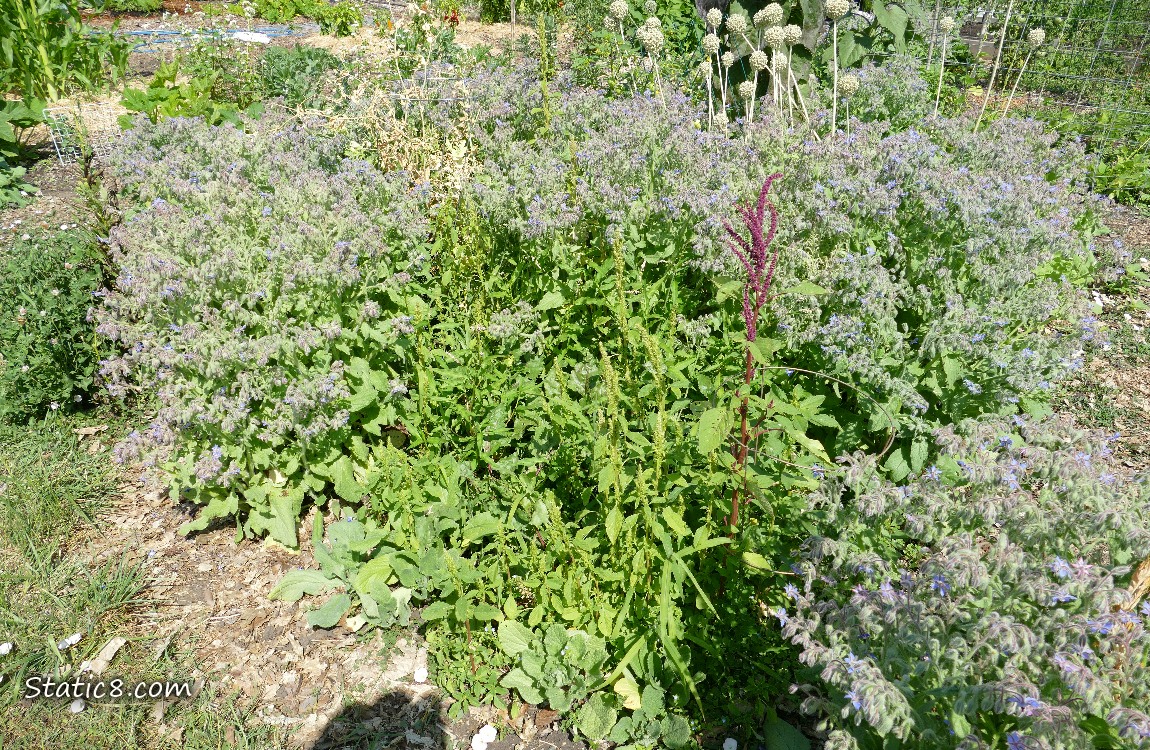 Garden plot