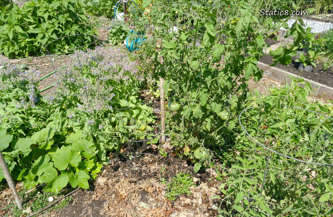 Garden plot