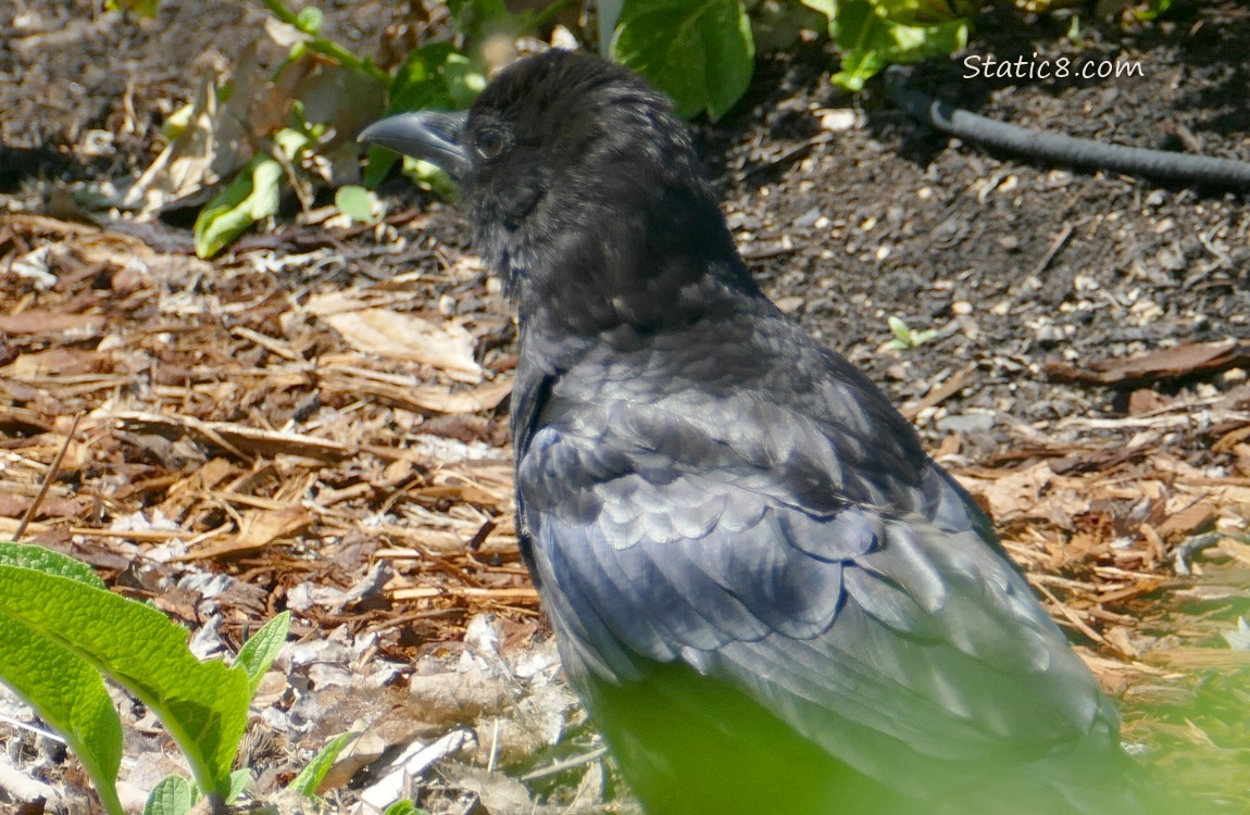 Crow walking away