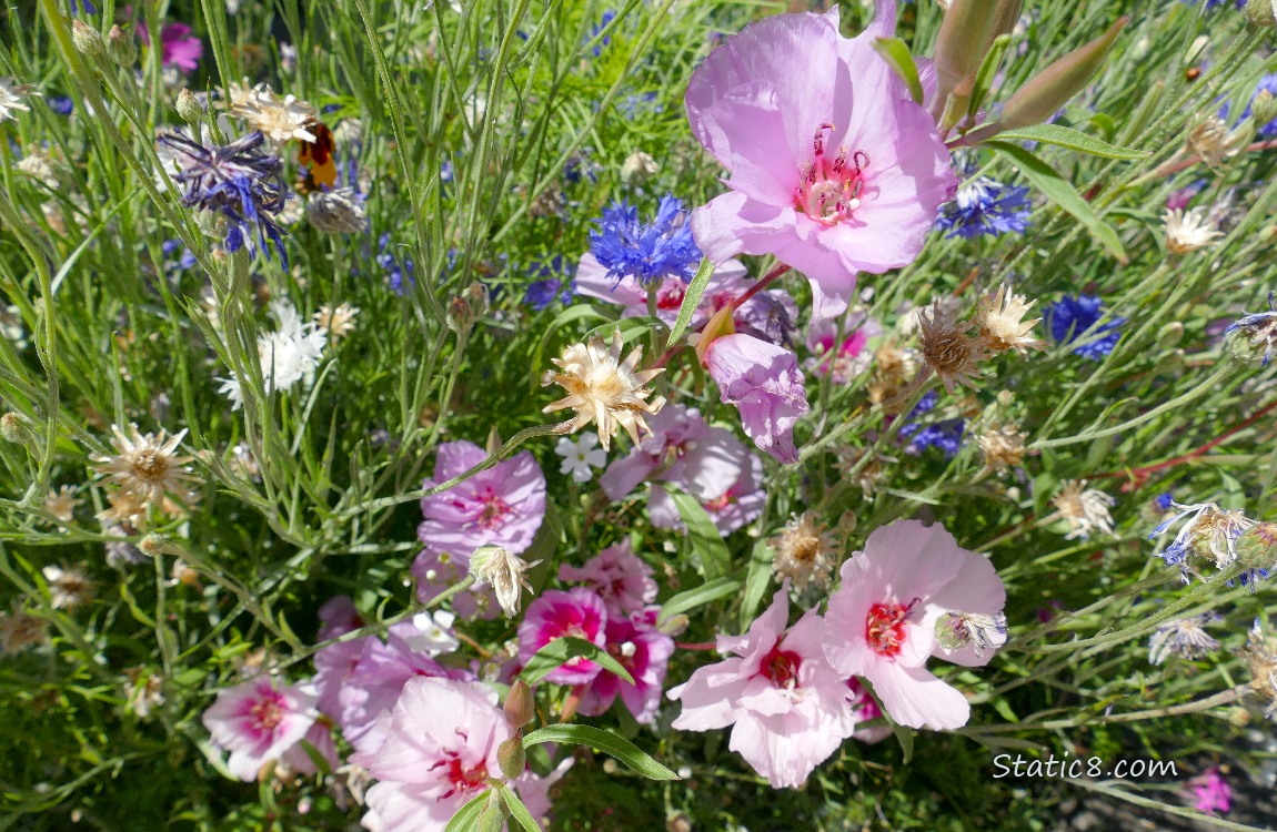 Pink flowers