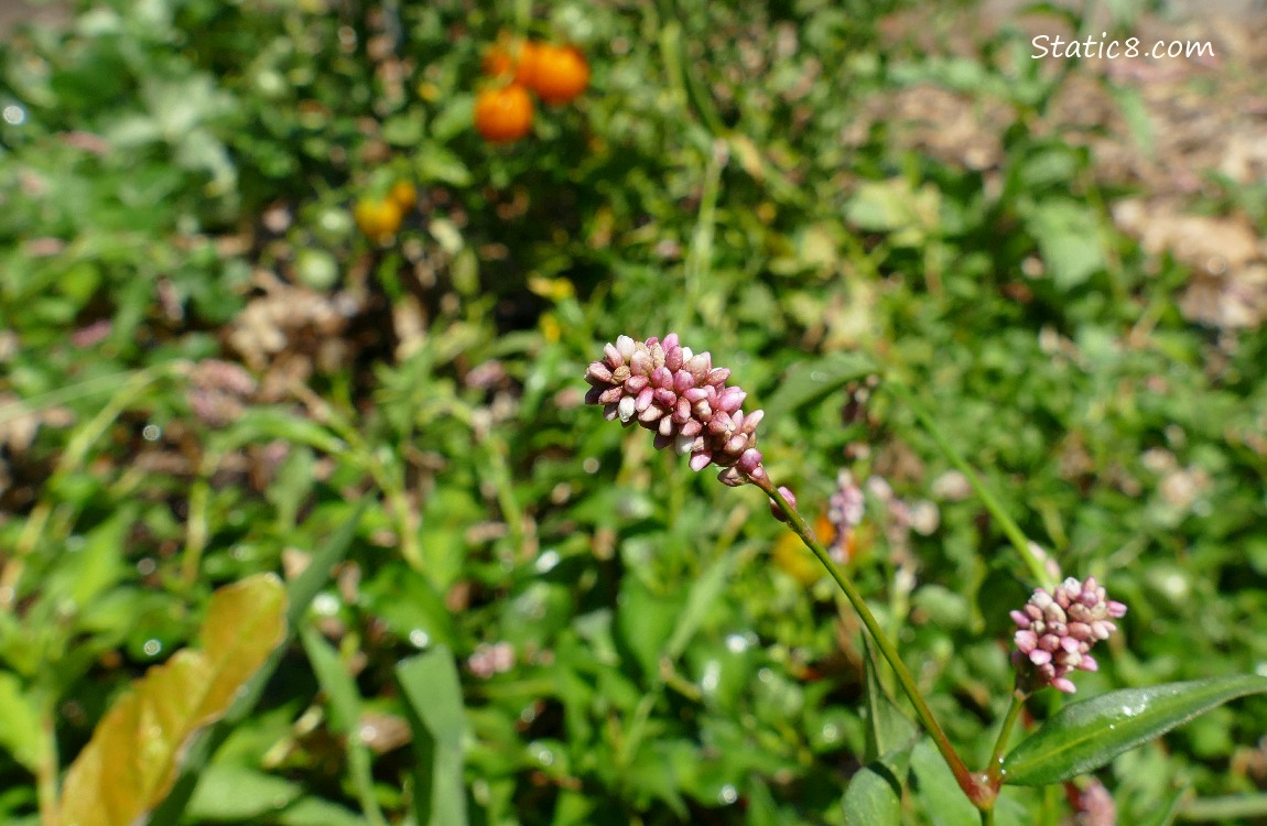Smartweed bloom
