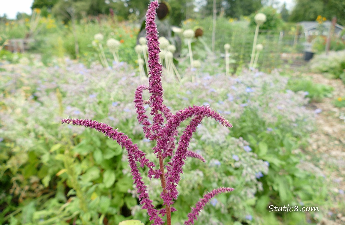 Red Amaranth