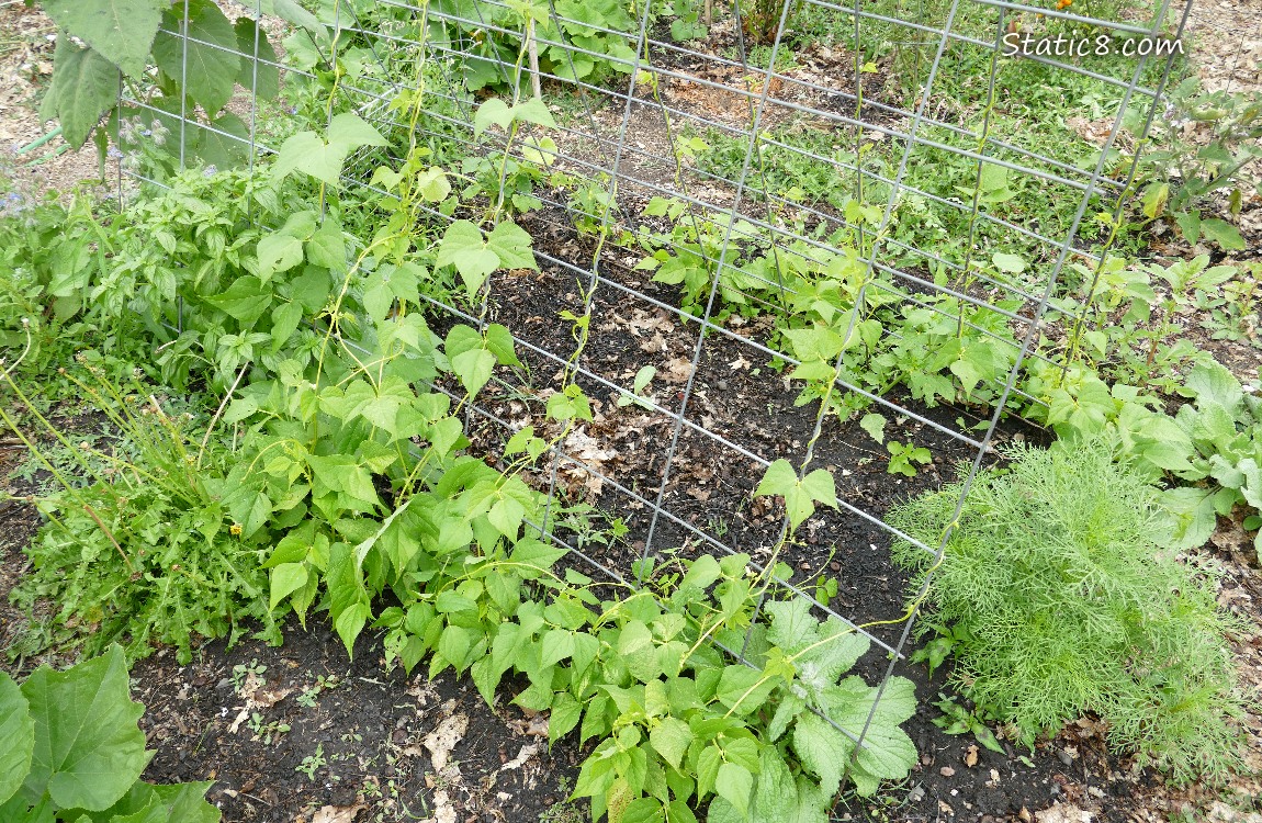 Garden Plot