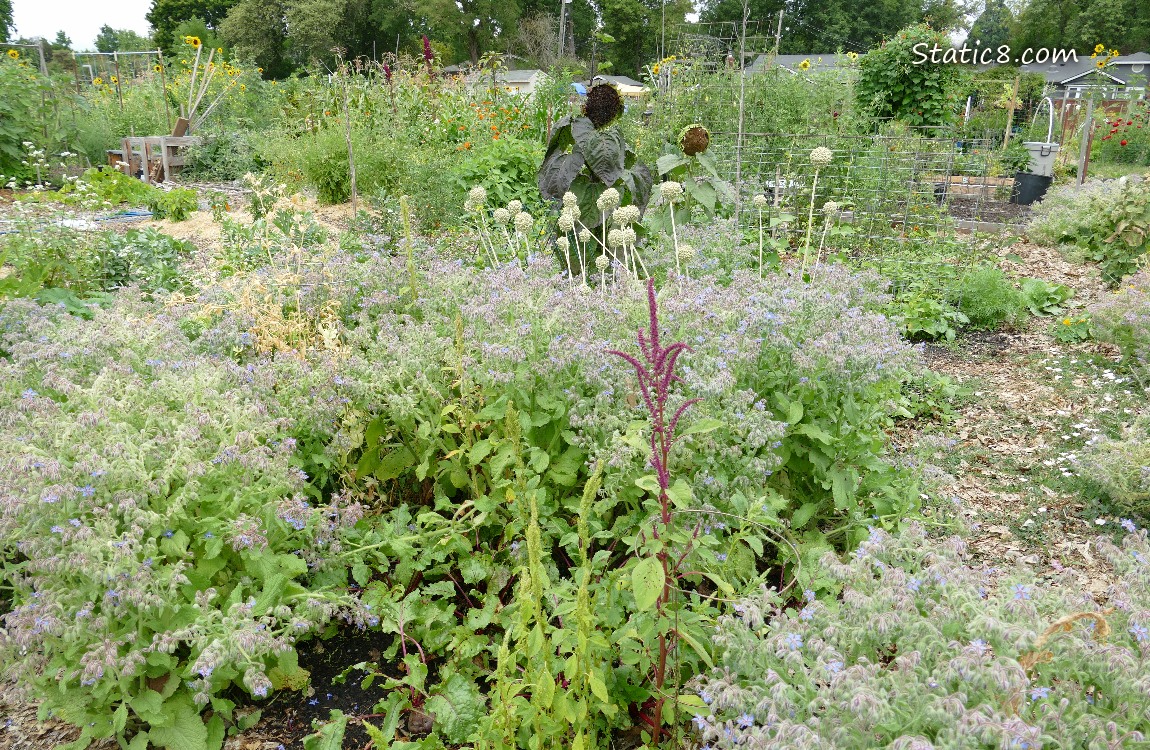 Garden plot