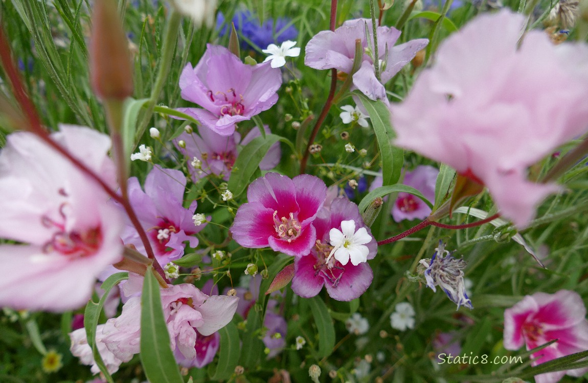 Pink flowers