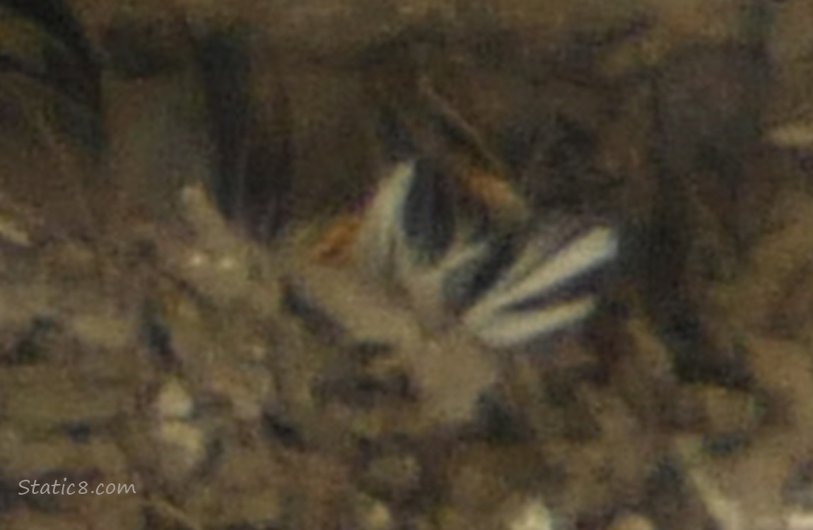 Blurry zoom
