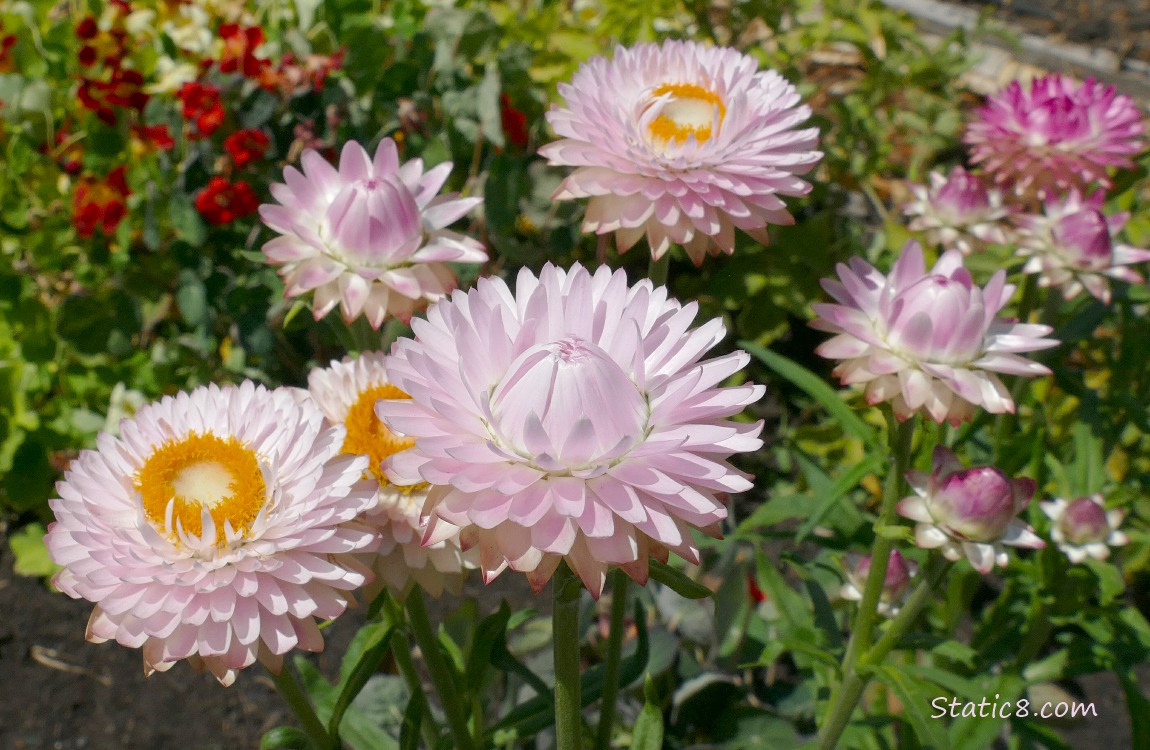 pink flowers