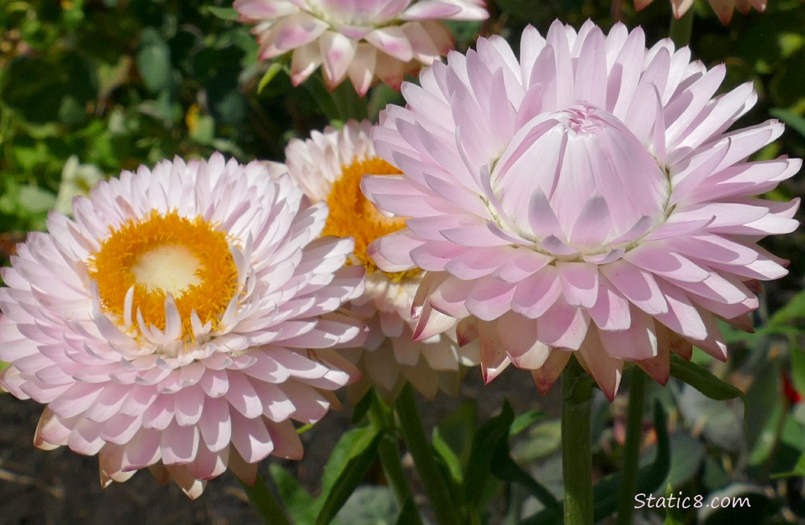 pink flowers