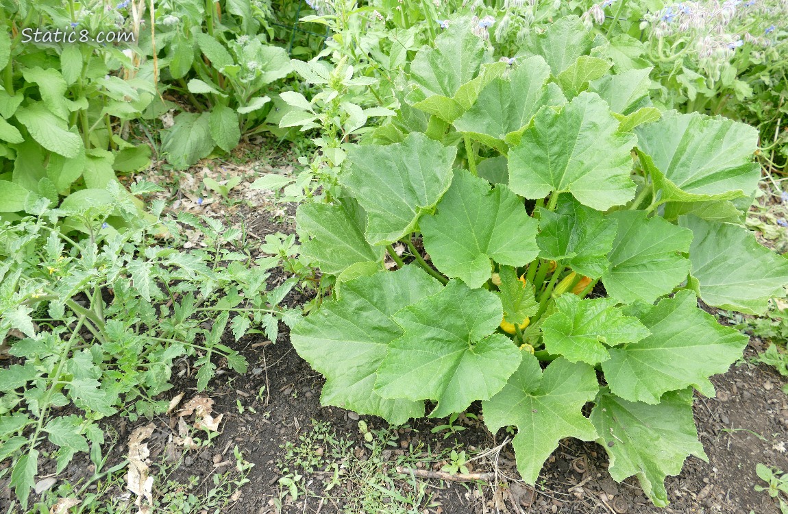 garden plot