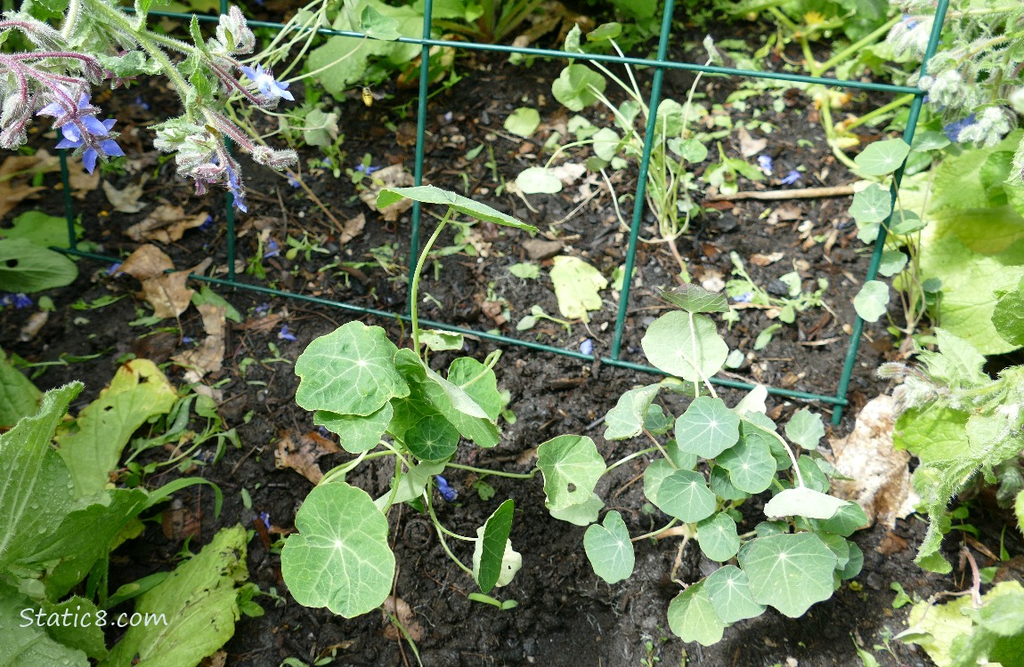 Nasturtiums