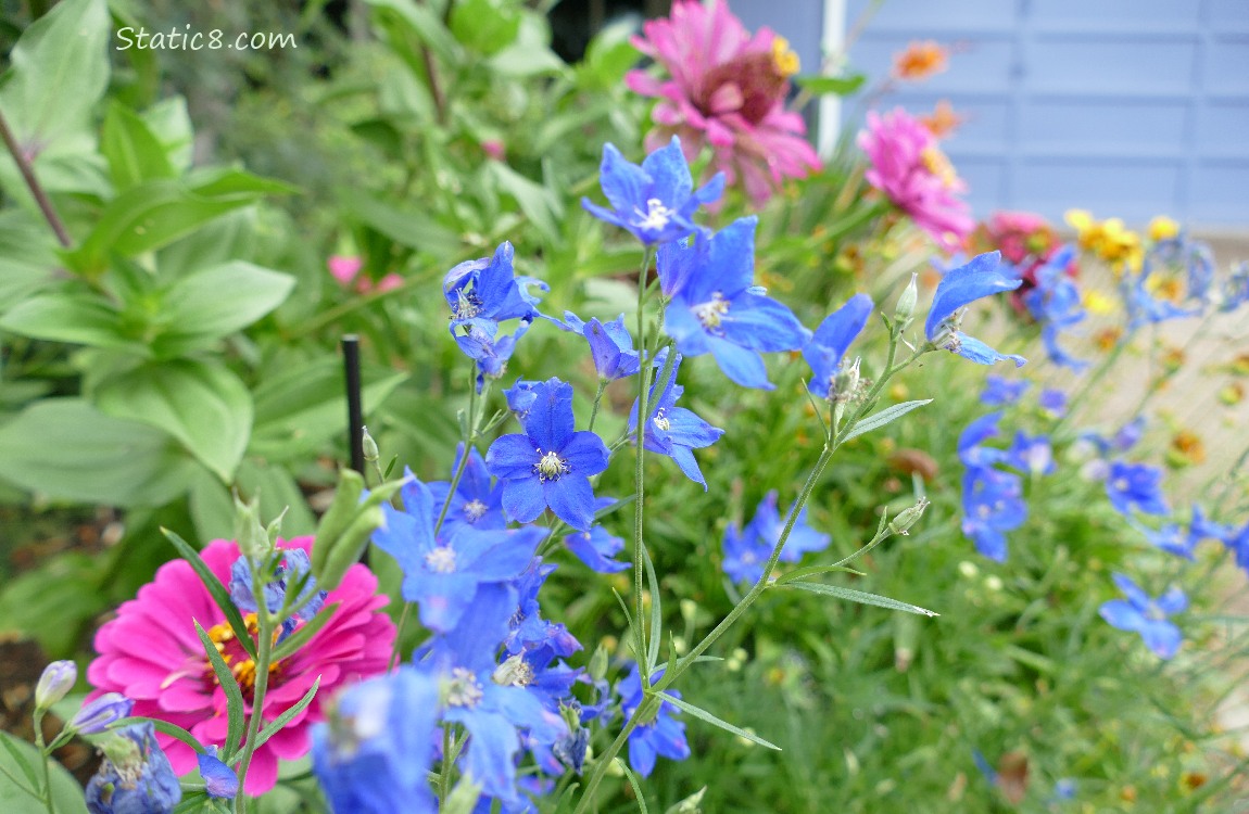 Blue flower blooms