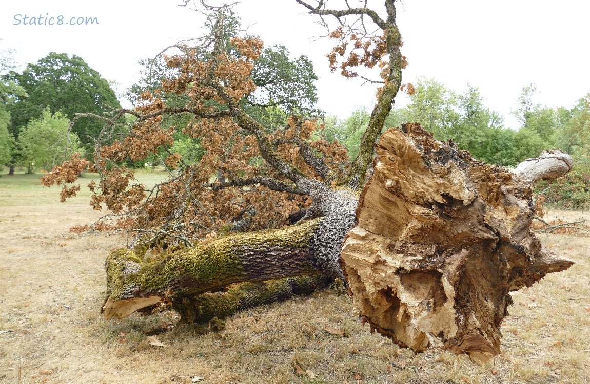 fallen tree